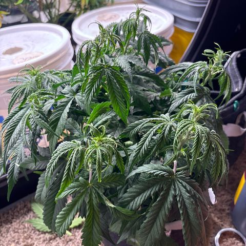Northern lights #1 growlog photo: Flower getting started lst was pretty good on this girl