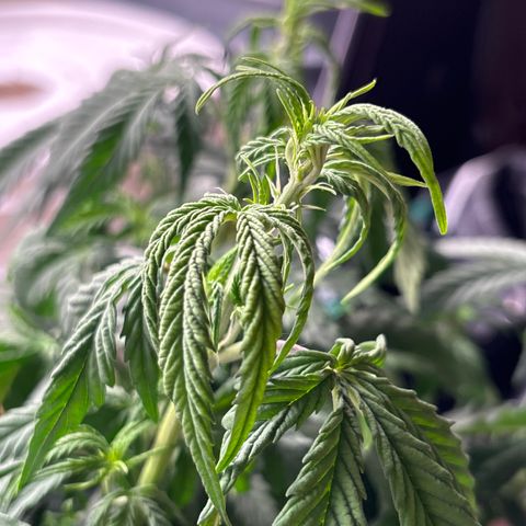 Northern lights #1 growlog photo: Flower getting started lst was pretty good on this girl