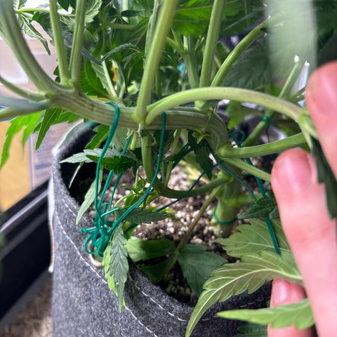 Northern lights #1 growlog timeline photo