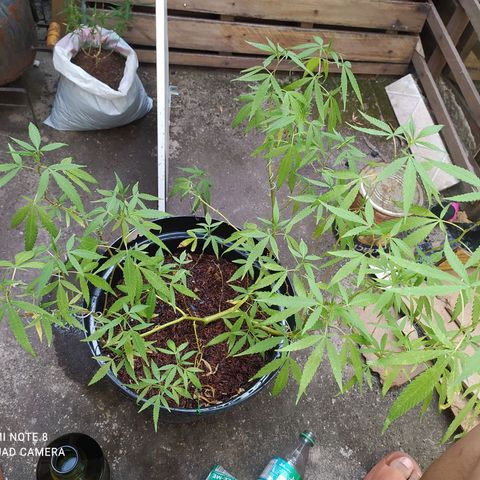 Bixona Growlog-Foto 3