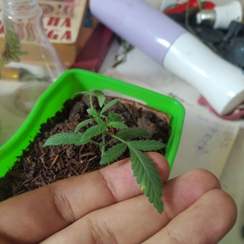 Foto 3 del growlog de Strawberry Mario