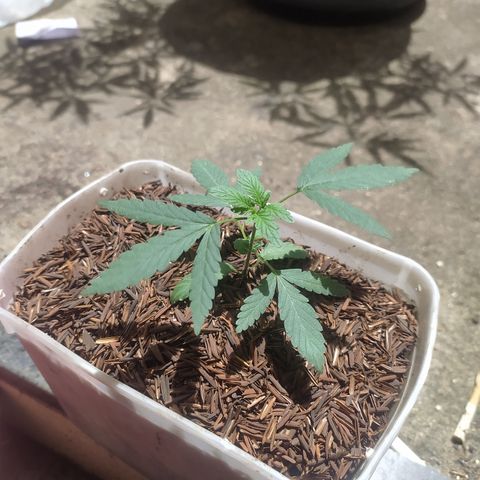 Foto 1 del growlog de Strawberrynana João 