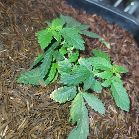 Colombiana Tonim growlog timeline photo