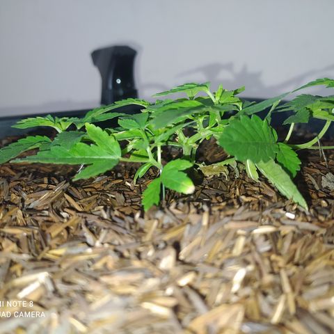 Colombiana Tonim growlog timeline photo