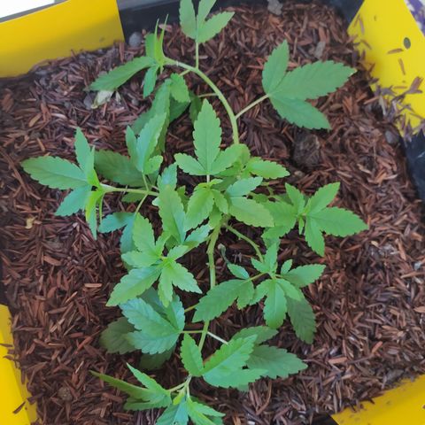 Colombiana Tonim growlog timeline photo