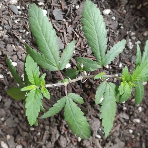 Strawberrynana João  growlog timeline photo