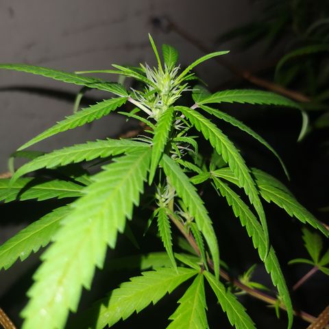 Bixona growlog timeline photo
