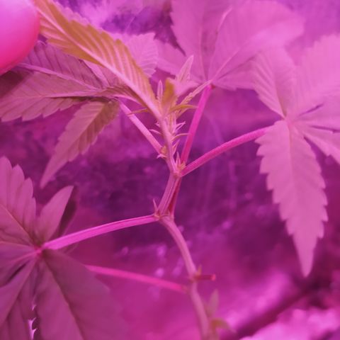 Colombiana Tonim growlog timeline photo