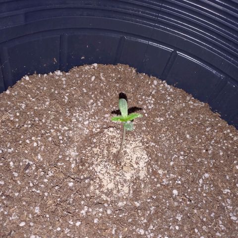 Mango Juice growlog timeline photo