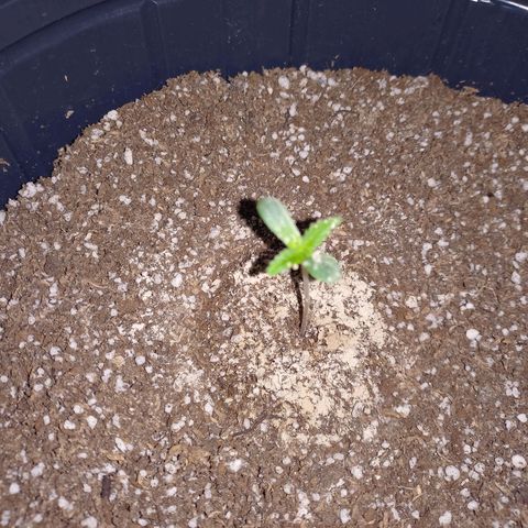Mango Juice growlog timeline photo