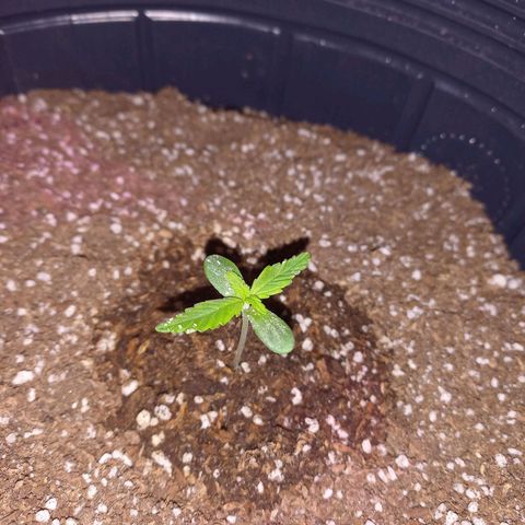 Mango Juice growlog timeline photo