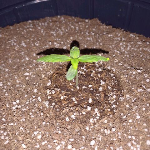 Mango Juice growlog timeline photo