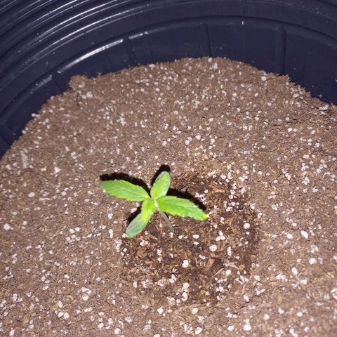 Mango Juice growlog timeline photo