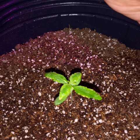 Mango Juice growlog timeline photo