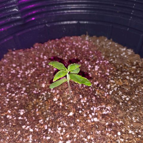 Mango Juice growlog timeline photo