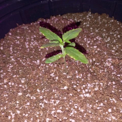 Mango Juice growlog timeline photo