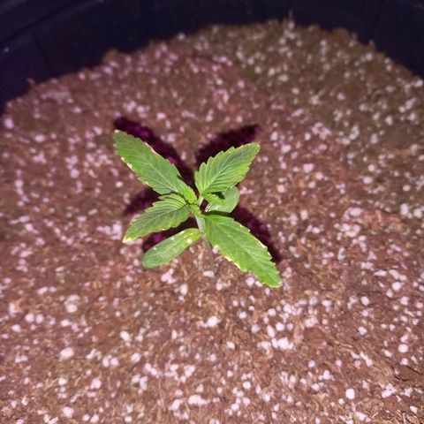 Mango Juice growlog timeline photo