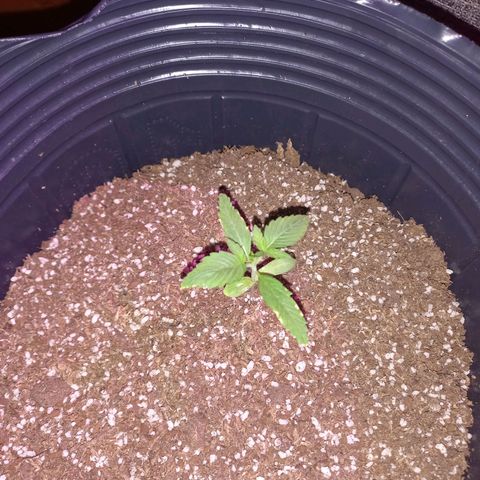 Mango Juice growlog timeline photo