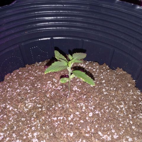 Mango Juice growlog timeline photo