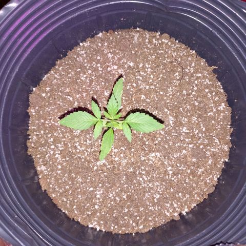 Mango Juice growlog timeline photo
