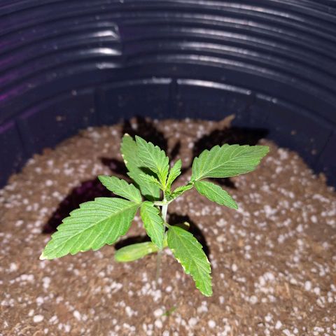 Mango Juice growlog timeline photo