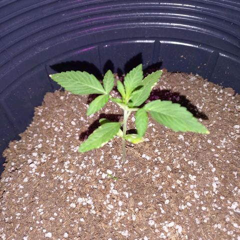 Mango Juice growlog timeline photo