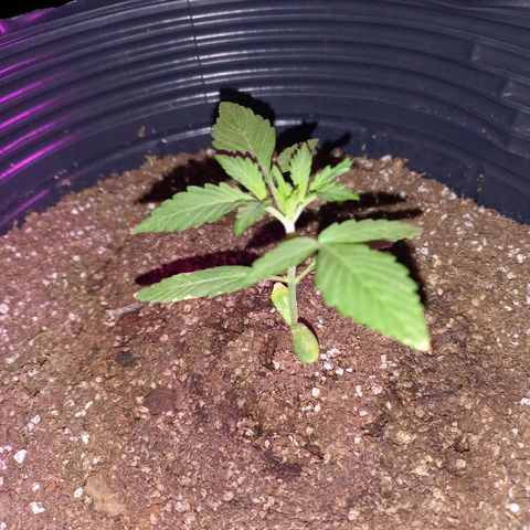 Mango Juice growlog timeline photo