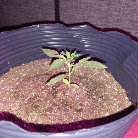 Mango Juice growlog timeline photo