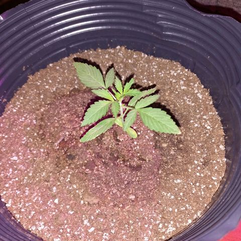 Mango Juice growlog timeline photo