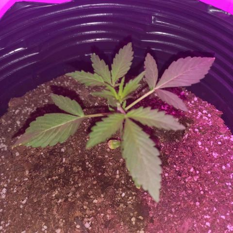 Mango Juice growlog timeline photo