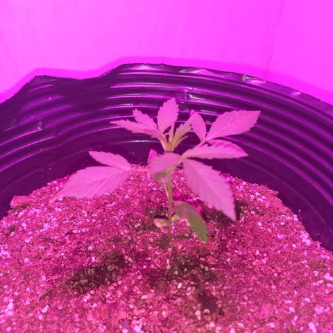Mango Juice growlog timeline photo
