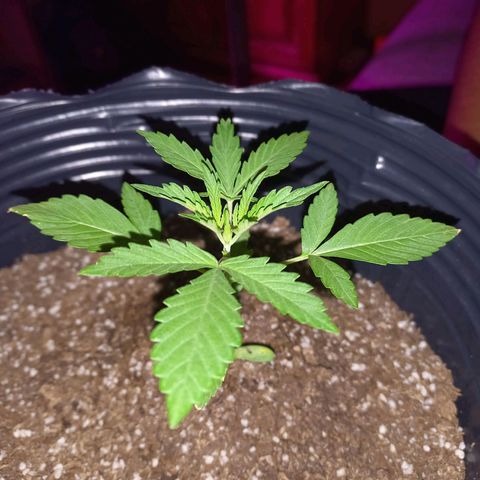 Mango Juice growlog timeline photo
