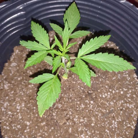 Mango Juice growlog timeline photo
