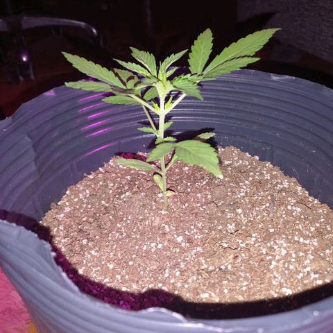 Mango Juice growlog timeline photo