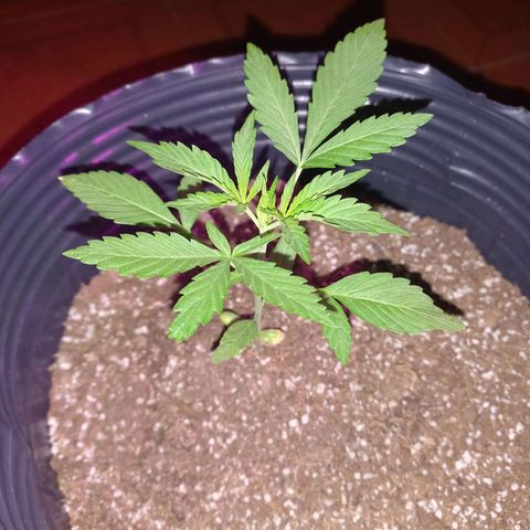Mango Juice growlog timeline photo