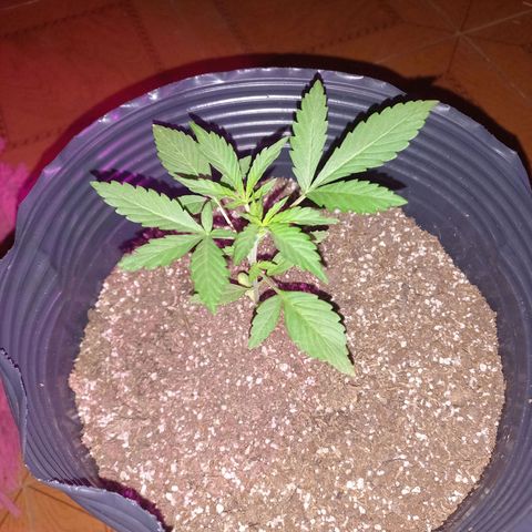 Mango Juice growlog timeline photo
