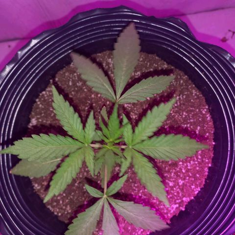 Mango Juice growlog timeline photo