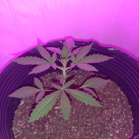 Mango Juice growlog timeline photo