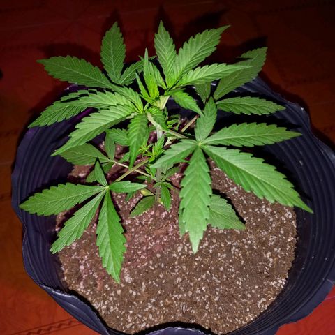 Mango Juice growlog timeline photo