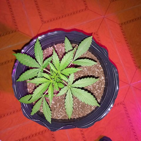 Mango Juice growlog timeline photo