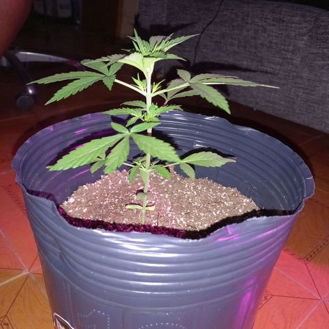 Mango Juice growlog timeline photo