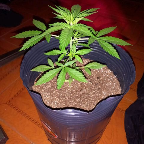 Mango Juice growlog timeline photo