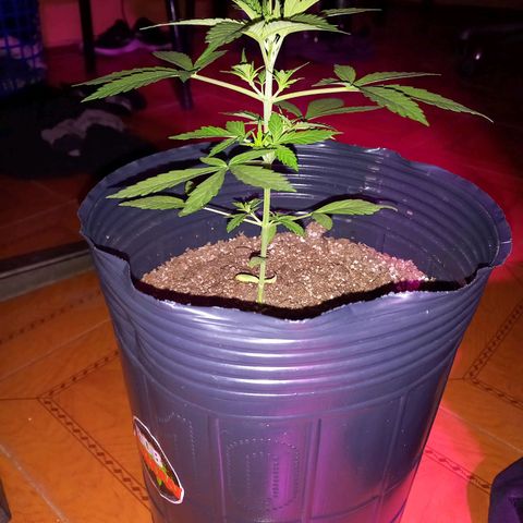 Mango Juice growlog timeline photo