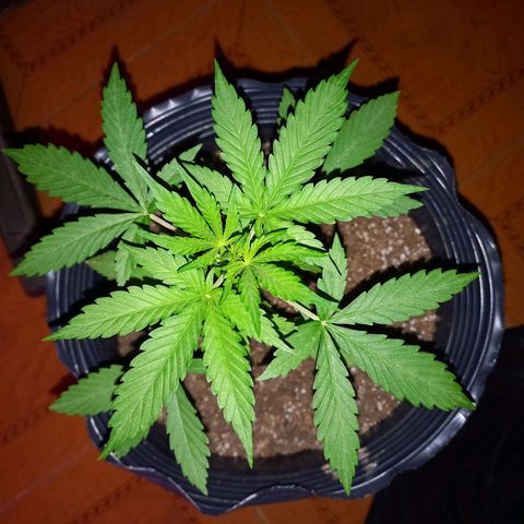 Mango Juice growlog timeline photo