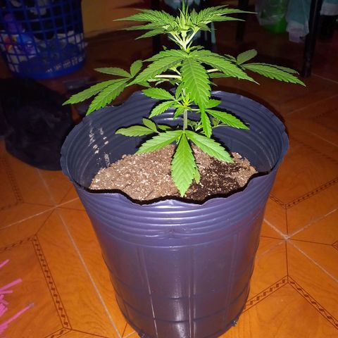 Mango Juice growlog timeline photo