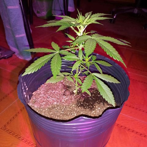 Mango Juice growlog timeline photo