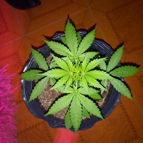 Mango Juice growlog timeline photo