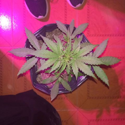 Mango Juice growlog timeline photo