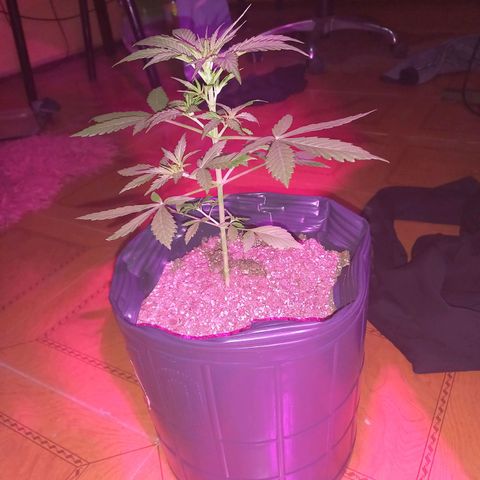 Mango Juice growlog timeline photo
