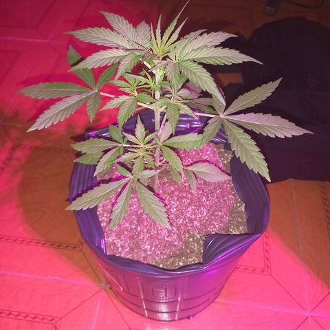 Mango Juice growlog timeline photo